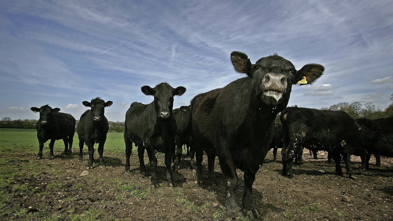 “they-all-started-running-towards-me-couple-of-dozen-i-ran-for-my-life.”-how-a-world-famous-britpop-superstar-narrowly-escaped-being-trampled-to-death-by-a-herd-of-young-raging-bulls