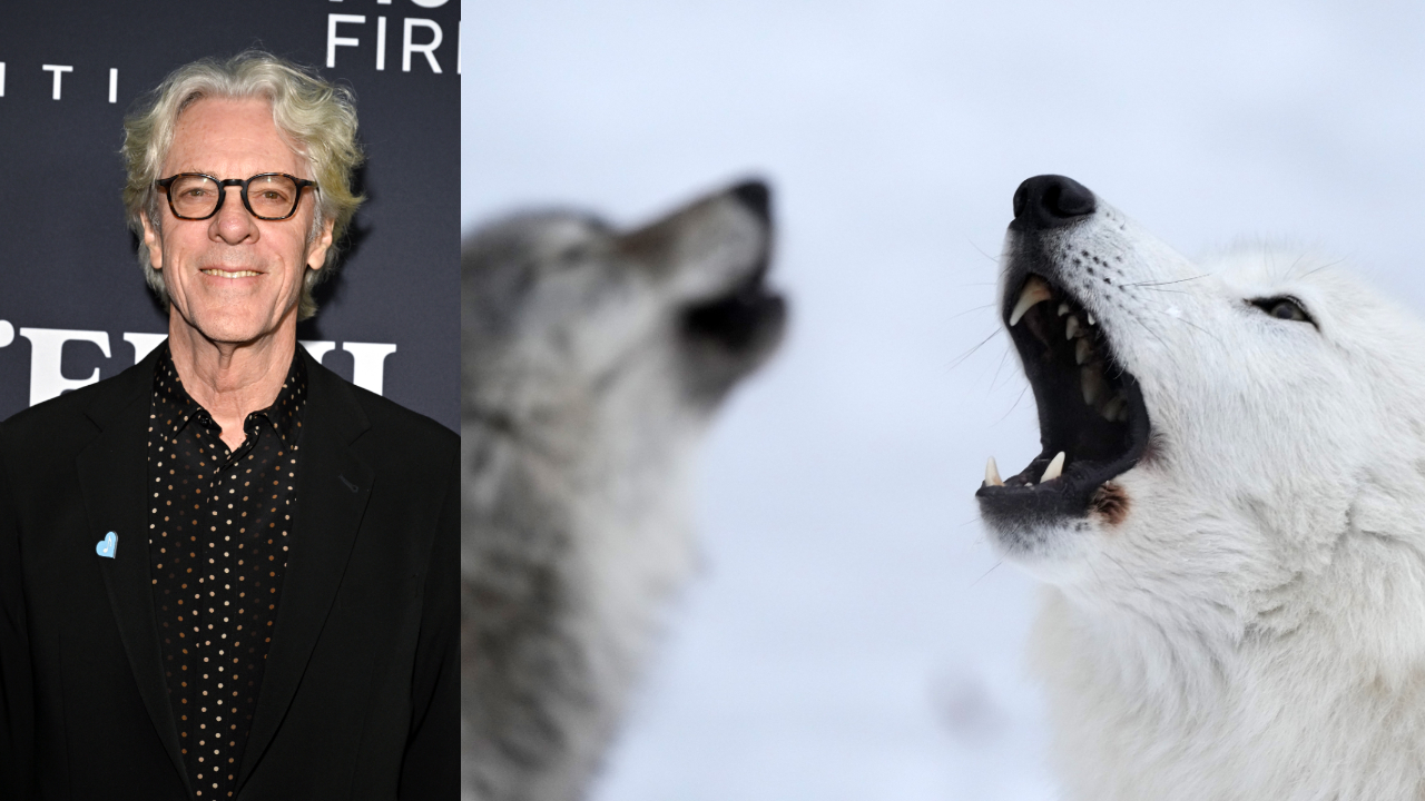 “The wolves are howling with great soul, great passion… it’s jazz, the jazz wolf of the Arctic tundra.” Former Police drum legend Stewart Copeland on recording his new album with wolves, hyenas and a black-footed albatross